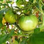 green tomatoes