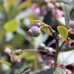 blueberry bush