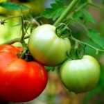 tips for growing tomatoes