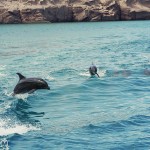 _MG_5816dolphinsjumping _MG_5816dolphinsjumping
