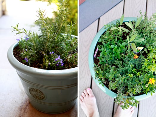 freshherbs