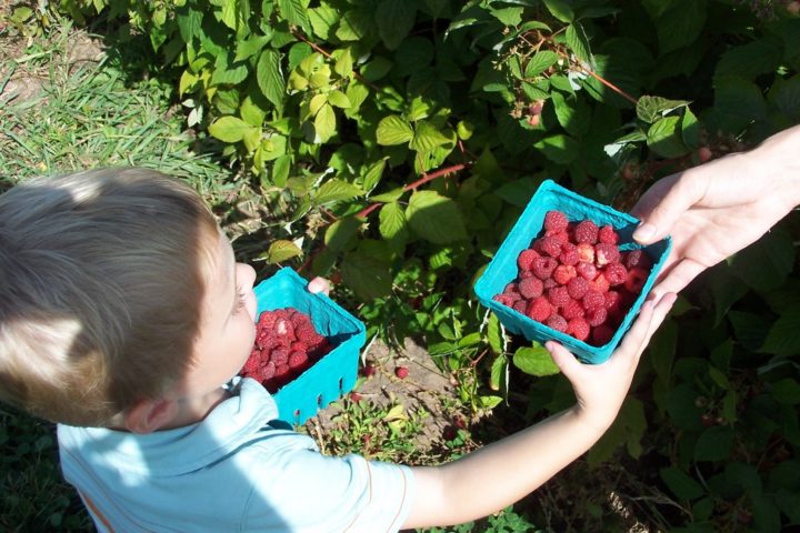 young boy picking raspberries for a berry buckle cake recipe
