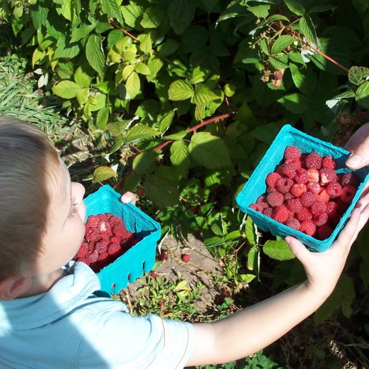 young boy picking raspberries for a buckle cake recipe