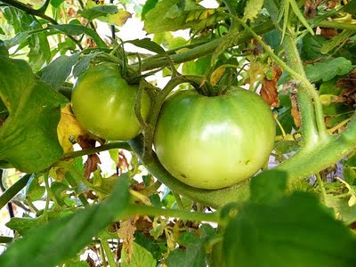 green tomatoes