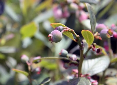 blueberry bush