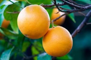 valencia oranges recipe