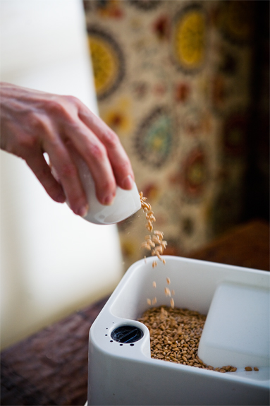 grinding your own flour from whole grains