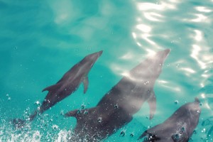dolphins in isla espiritu santo