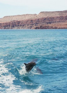 dolphins near isla espiritu santo