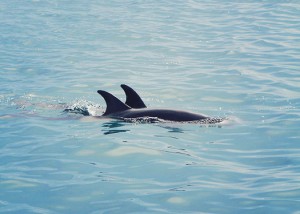 dolphins in the sea of cortez