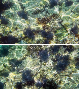 snorkeling in la paz isla espiritu santo reef photos