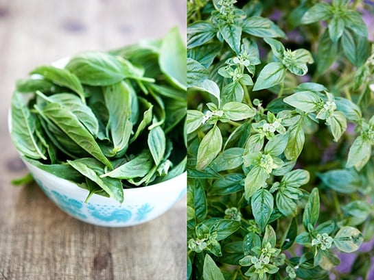 fresh basil leaves in a bowl