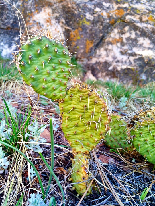 cacti - red rocks trail boulder colorado