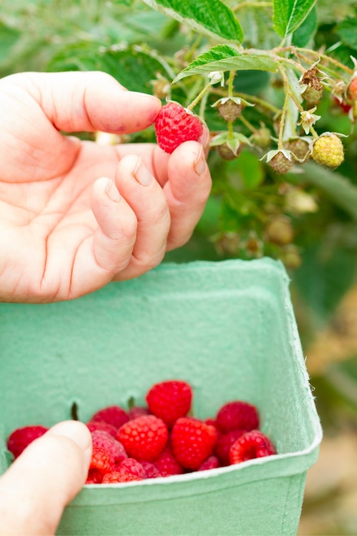 child picking raspberries