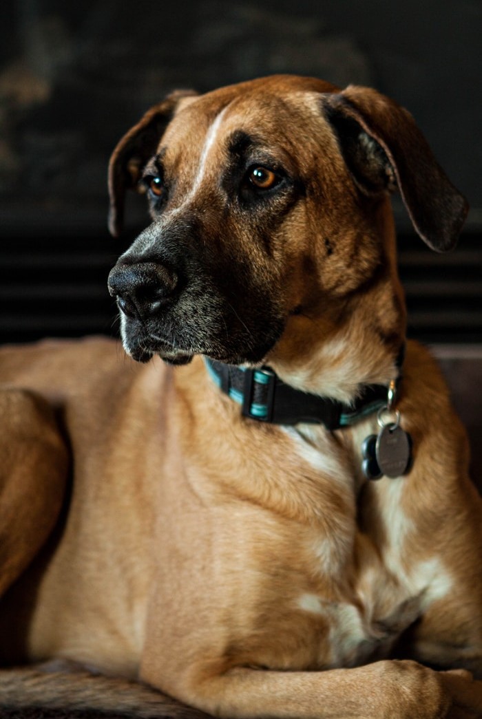 German Shepherd Rhodesian Ridgeback Mix