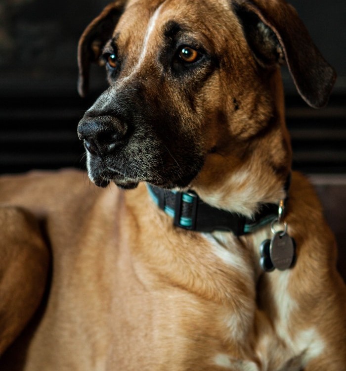 German Shepherd Rhodesian Ridgeback Mix