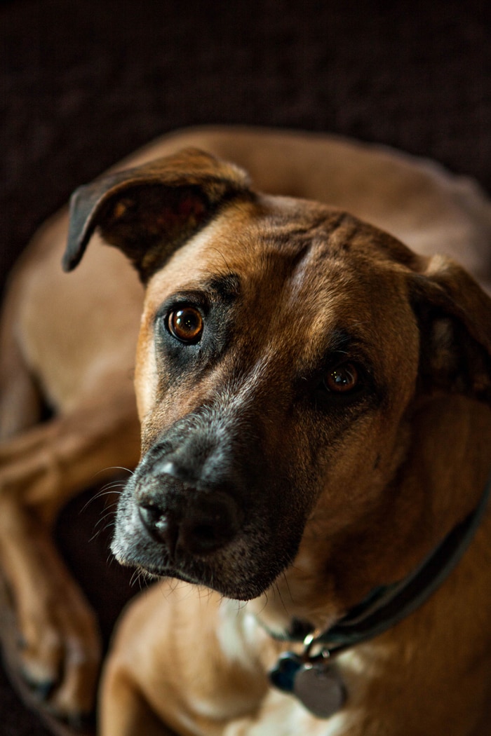 rhodesian ridgeback german shepherd