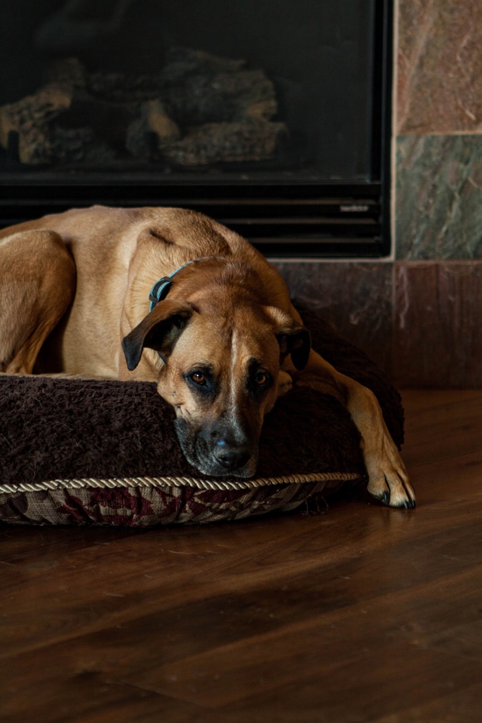 ridgeback german shepherd