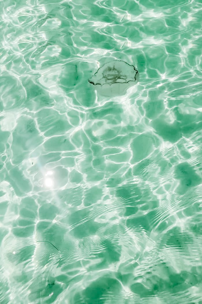 photo of jellyfish in crab island waters at destin harbor in florida's emerald coast 