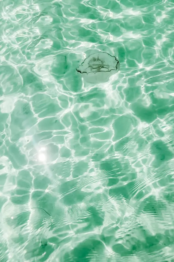 photo of jellyfish in crab island waters at destin harbor in florida's emerald coast