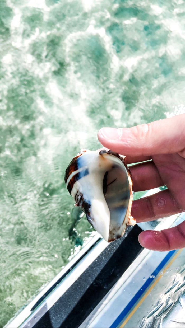 photo of hermit crab shell in the crystal clear water of crab island destin florida