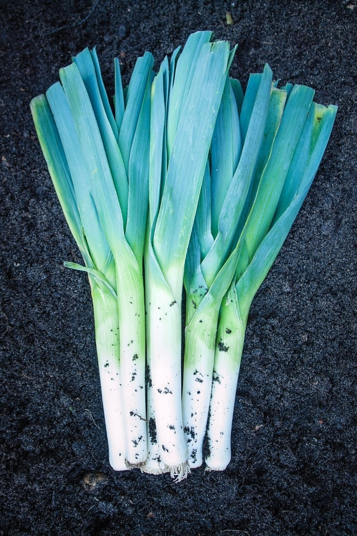 leeks sitting in the dirt