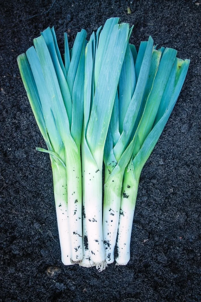 leeks sitting in the dirt
