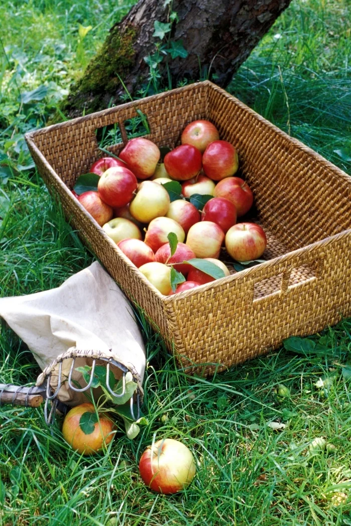 basket of freshly picked apples in the grass