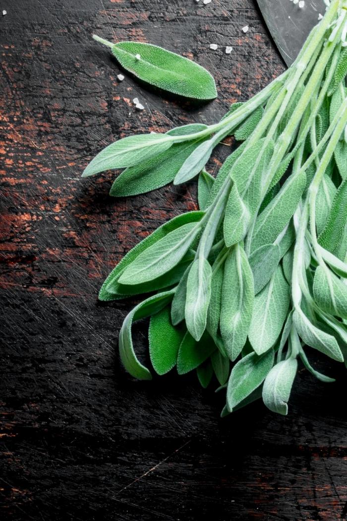 photo of fresh sage on a dark background to use in a recipe for roasted sweet potato cubes