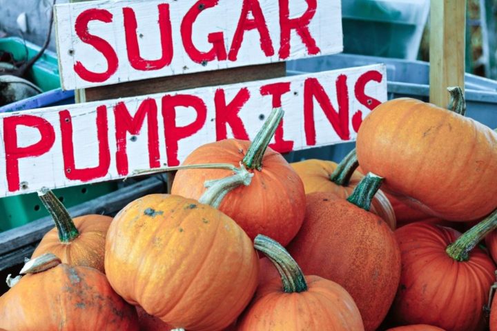 sugar pumpkins in a bin at a farmers market