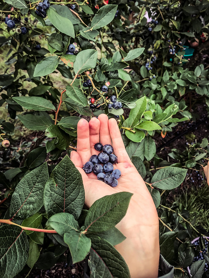 photo of woman picking blueberries during blueberry season