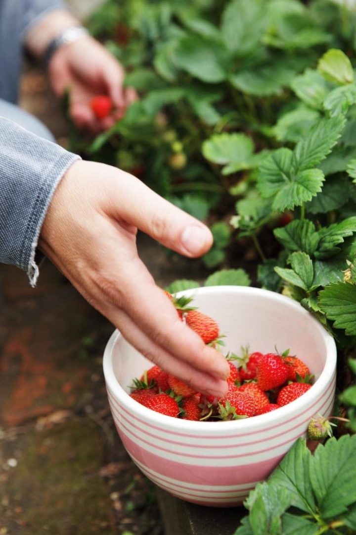 woman picking fresh strawberries during strawberry season