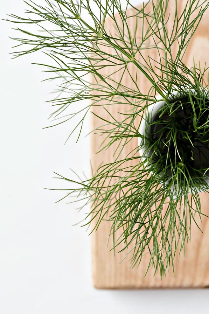 photo of fresh dill for a norwegian salmon gravlax recipe