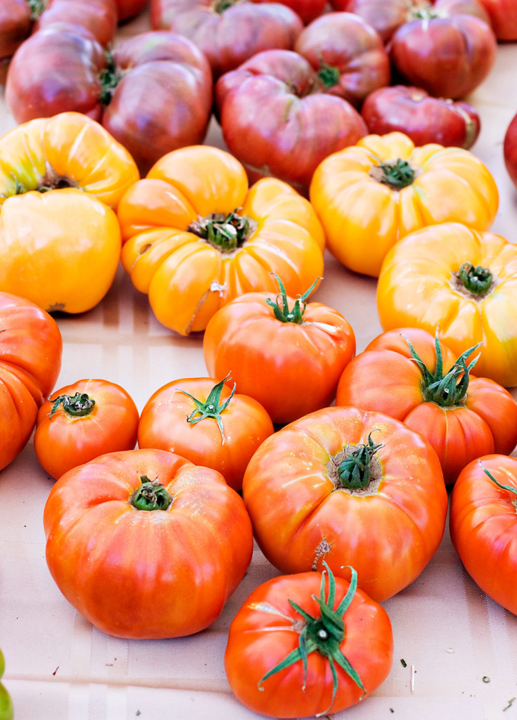 photo of garden tomatoes for a how to freeze tomatoes tutorial