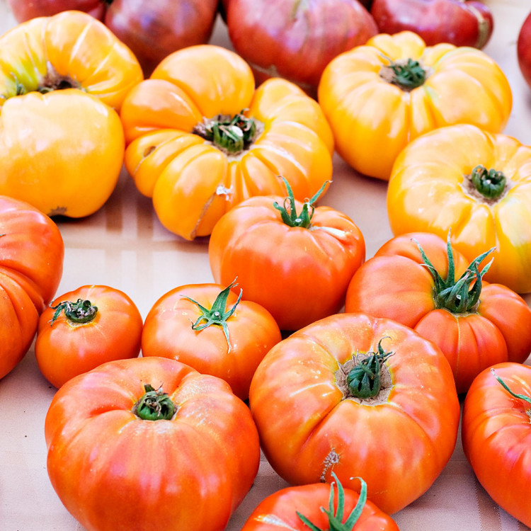 photo of garden tomatoes for a how to freeze tomatoes tutorial