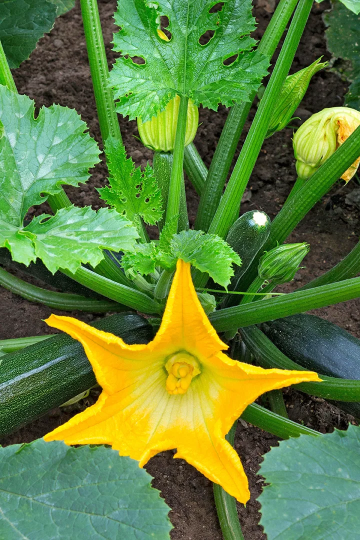 photo of a zucchini plant
