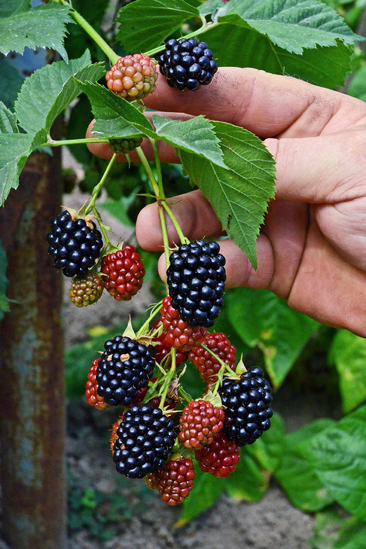a photo of a man picking blackberries during blackberry season